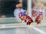 Rare! Pink Snowflake Multicolour (Male)