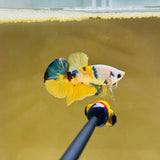 Unique! Panda Yellow Fancy Junior (Male)