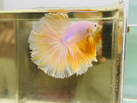 Pastel Gold Halfmoon (Male)