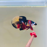 Dark Candy Koi | Clown Face (Male)
