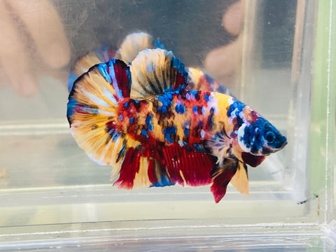 Blue Face Galaxy Candy (Male)