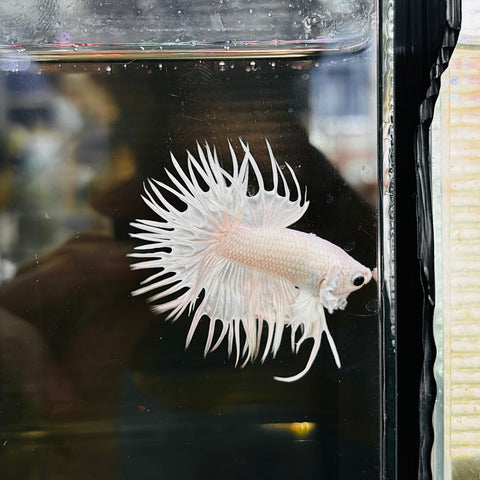 Platinum White Crowntail (Male)