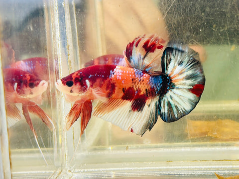 Candy Koi Giant (Male)