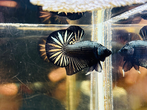 Black Copper Junior (Male)