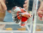 Copper Fancy Doubletail Halfmoon DTHM (Male)