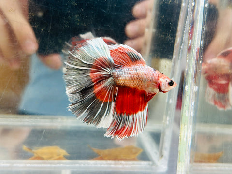 Copper Fancy Doubletail Halfmoon DTHM (Male)