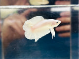 Platinum White Doubletail Plakat Junior DTPK (Male)