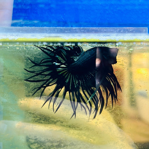 Black Copper KING Crowntail (Male)