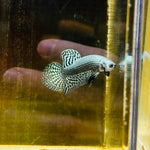 Steel Alien Hybrid (Male)