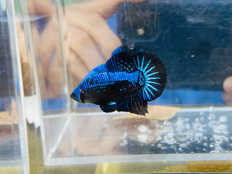 Blue Samurai (Male)