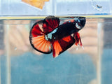 Black Copper Candy (Male)