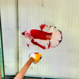 Rare! Tancho AOC Junior (Male)