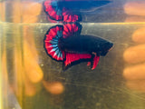 Black Hellboy Junior (Male)