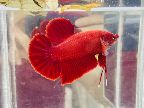 Super Red GIANT (Male)