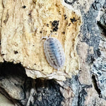 Porcellio Spatulatus “Coros” Isopod