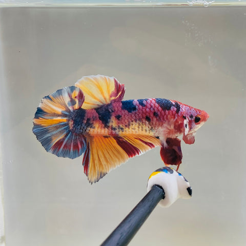 Purple Candy Giant (Male)