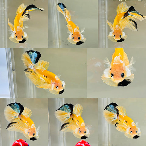 Yellow Copper Koi (Male)