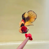 🇩🇪 Germany | Copper Candy Koi (Male)