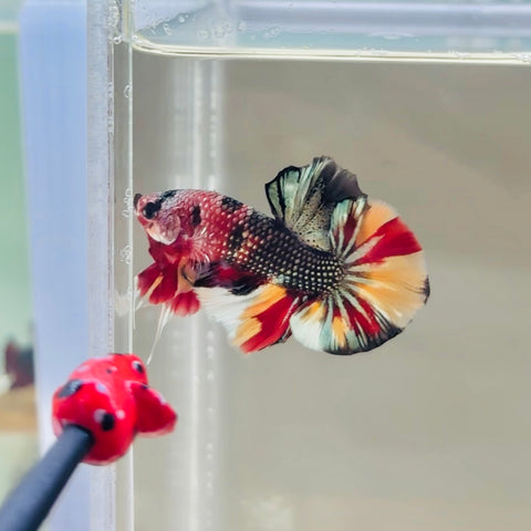 Copper Candy Junior (Male)