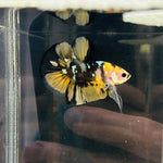 Yellow Copper Koi Bumblebee (Male)