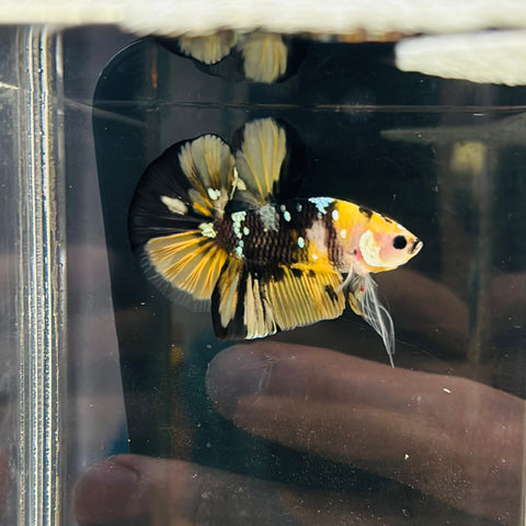 Yellow Copper Koi Bumblebee (Male)