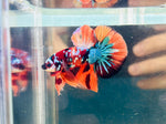 BIG-Tail Galaxy Candy (Male)