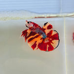 BIG-Tail! Metallic Nemo Candy (Male)