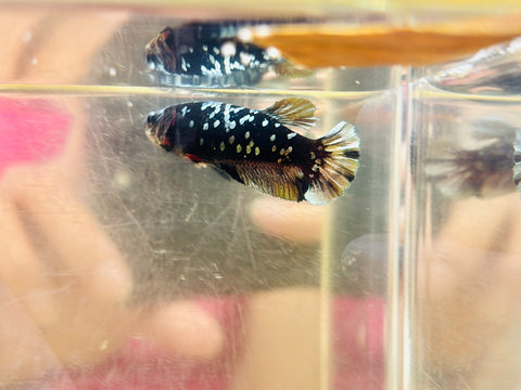 Copper Avatar (Female)