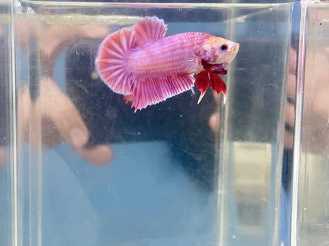 Metallic Pink Junior (Male)