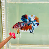 Pearlscale Multicolour (Male)