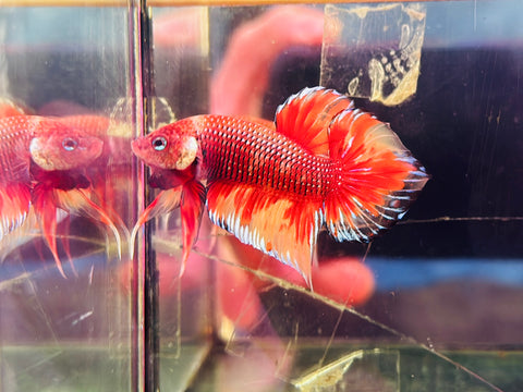 Fire Candy Spadetail Splenden (Male)