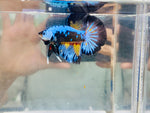 Rare! Samurai Candy Halfmoon (Male)