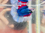 Fancy Butterfly Doubletail Halfmoon DTHM (Male)