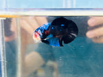 Rare! Blue-Black Koi (Male)