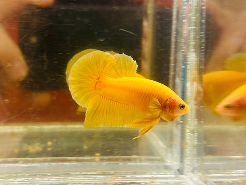 Banana Yellow (Male)