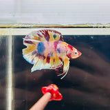 Clown Face | Candy Fancy DTPK (Male)