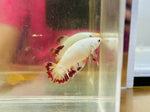 Rare! Dragon Candy (Female)