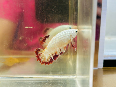 Rare! Dragon Candy (Female)