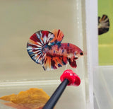 BIG-Tail Metallic Multicolour (Male)