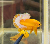 “Pikachu” Yellow Hellboy (Male)