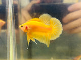 Super Yellow (Male)