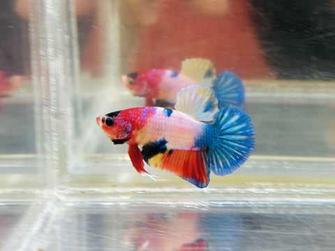 Rare! Colour Palette Junior (Male)