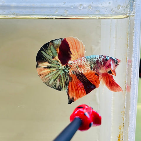 BIG-Tail Copper Candy (Male)
