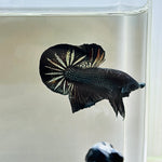 Black Copper OHMPK 2 (Male)