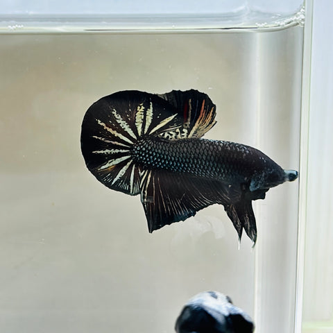 Black Copper OHMPK 2 (Male)