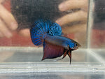 Smaragdina Guitar (Male)