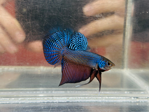 Smaragdina Guitar (Male)