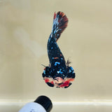 Blue BlackStar Avatar (Male)