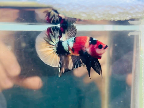 Gold Copper Candy (Male)