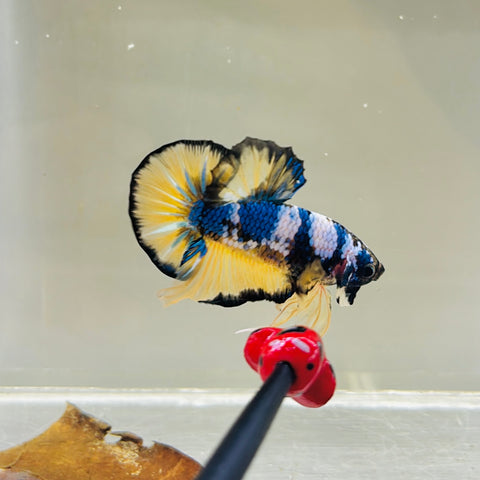 Yellow Blue Fancy (Male)
